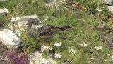 Video of Alpine Accentor - Alpine Accentor finding insects in the top of the mountain.